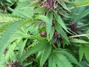 Green Valley Farms - Purple Runtz