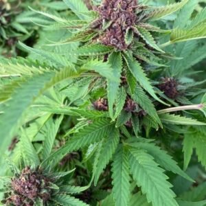 Green Valley Farms - Purple Runtz