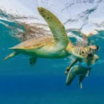 Blue Seas Tours